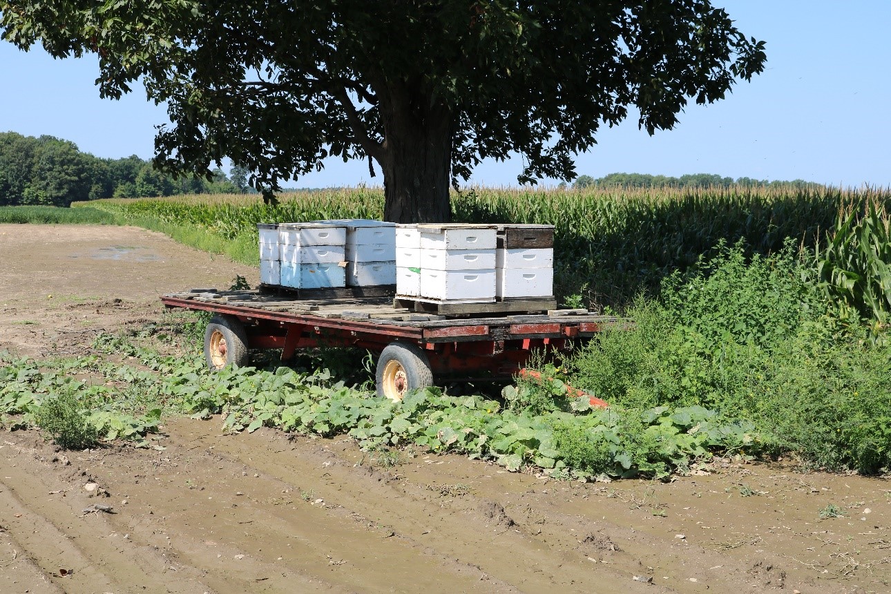 honey bee hives on wagon